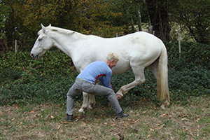 equine_osteopathy