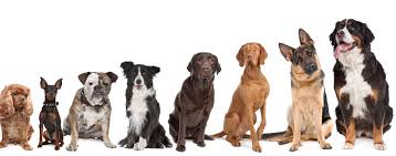 variety of dog breeds